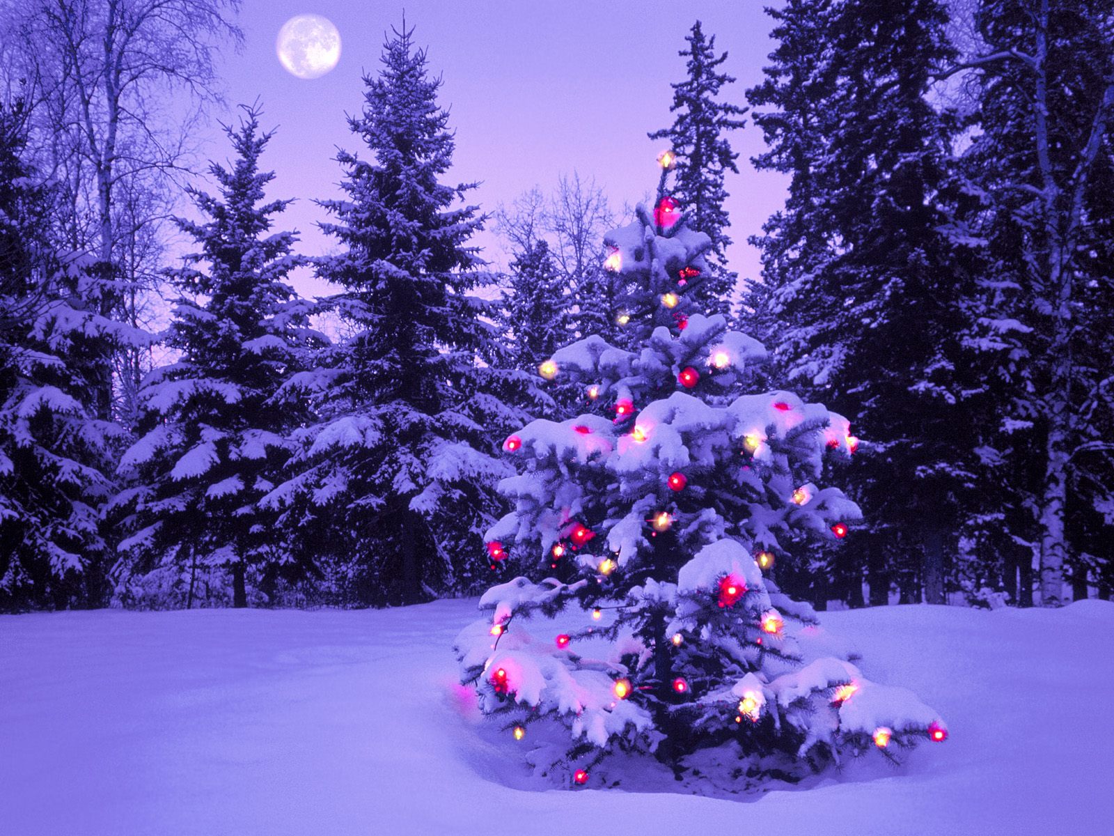 Cheap Real Christmas Trees Pictures Wallpapers